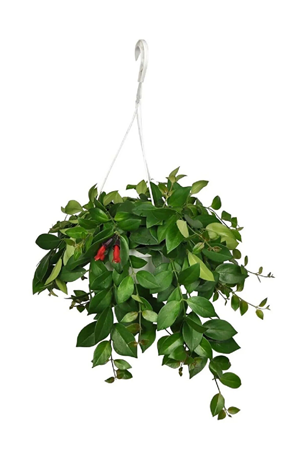 Ruj Çiçeği, Aeschynanthus Sarmaşığı Sarmaşık