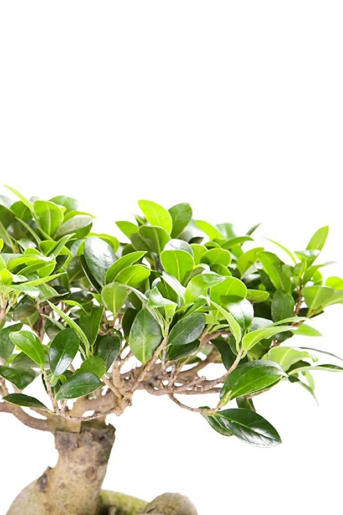 Ficus Ginseng Bonsai 20-30 Cm