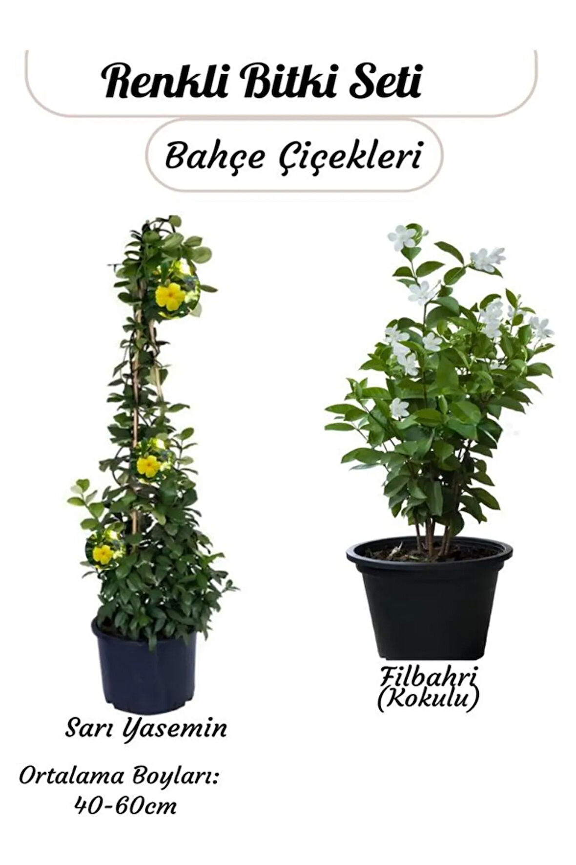 2’li Çiçek Seti Saksılı– Sarı Yasemin & Filbahri (30-50cm Boy Aralığı)