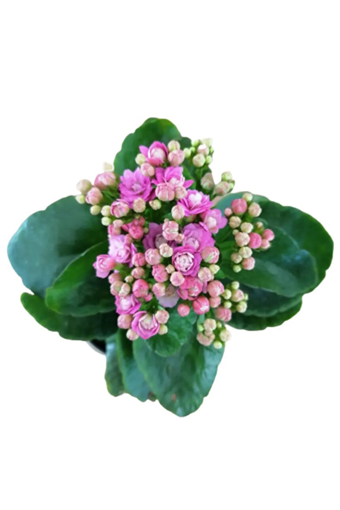 Kalanchoe - Kalanşo Çiçeği (MOR ÇİÇEKLİ) Iç Mekan Bitkisi Saksılı