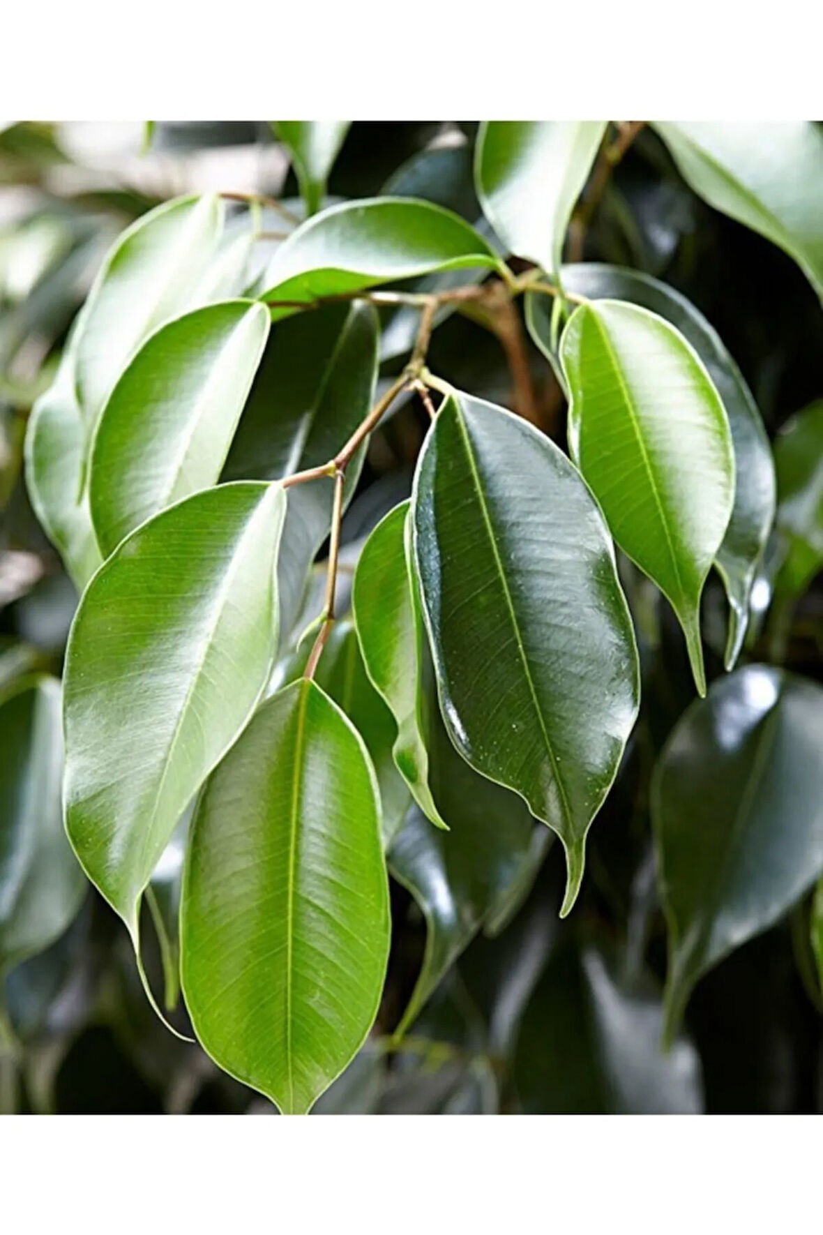 Benjamin Daniella Bitkisi 30 - 40 Cm