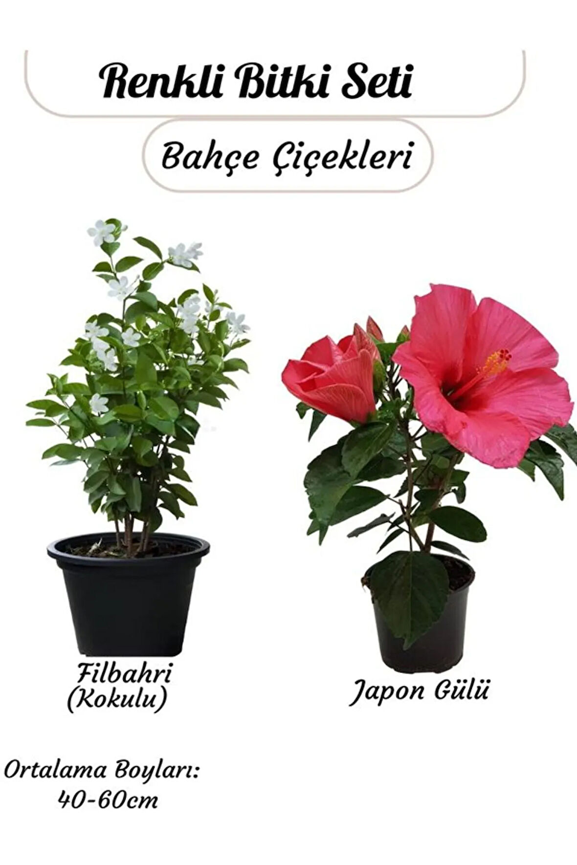 Saksılı 2’li Çiçek Seti – Pembe Japon Gülü & Filbahri (30-50cm Boy Aralığı)