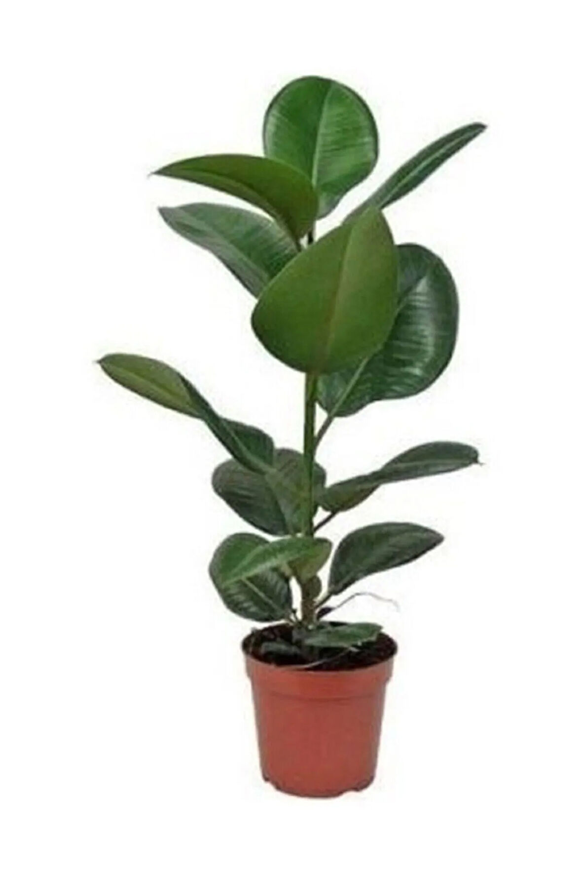 Kauçuk Bitkisi 50 60 Cm Ev Bitkisi Ofis Bitkisi Salon Bitkisi Iç Mekan Bitki