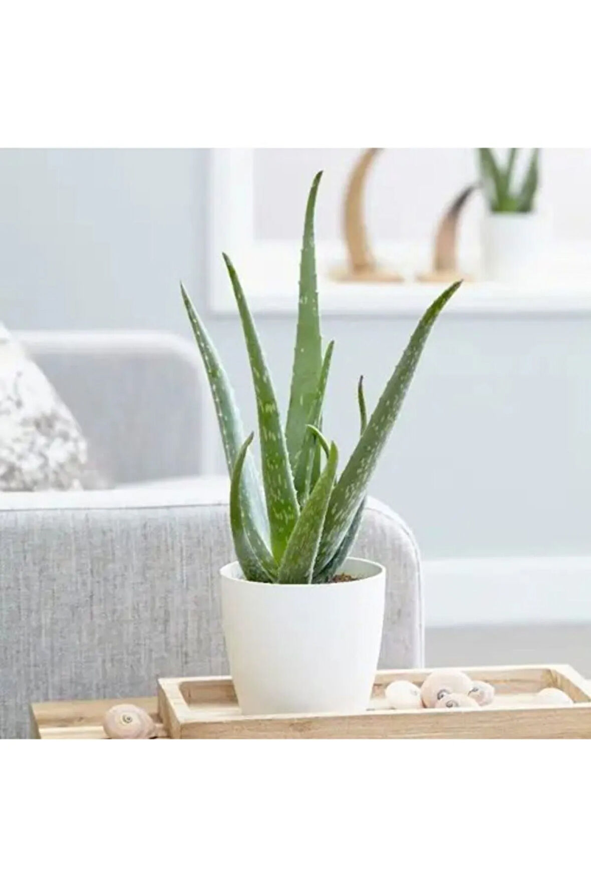 Bol Yavrulu Aloe Vera Bitkisi 40-60 Cm