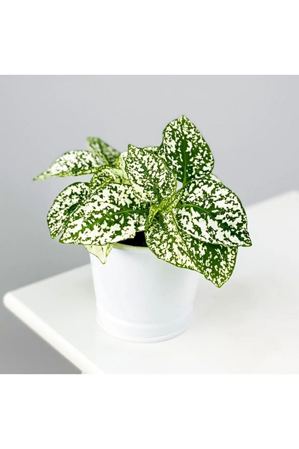 Hypoestes Phyllostachya - Hostes Çiçeği (BEYAZ)