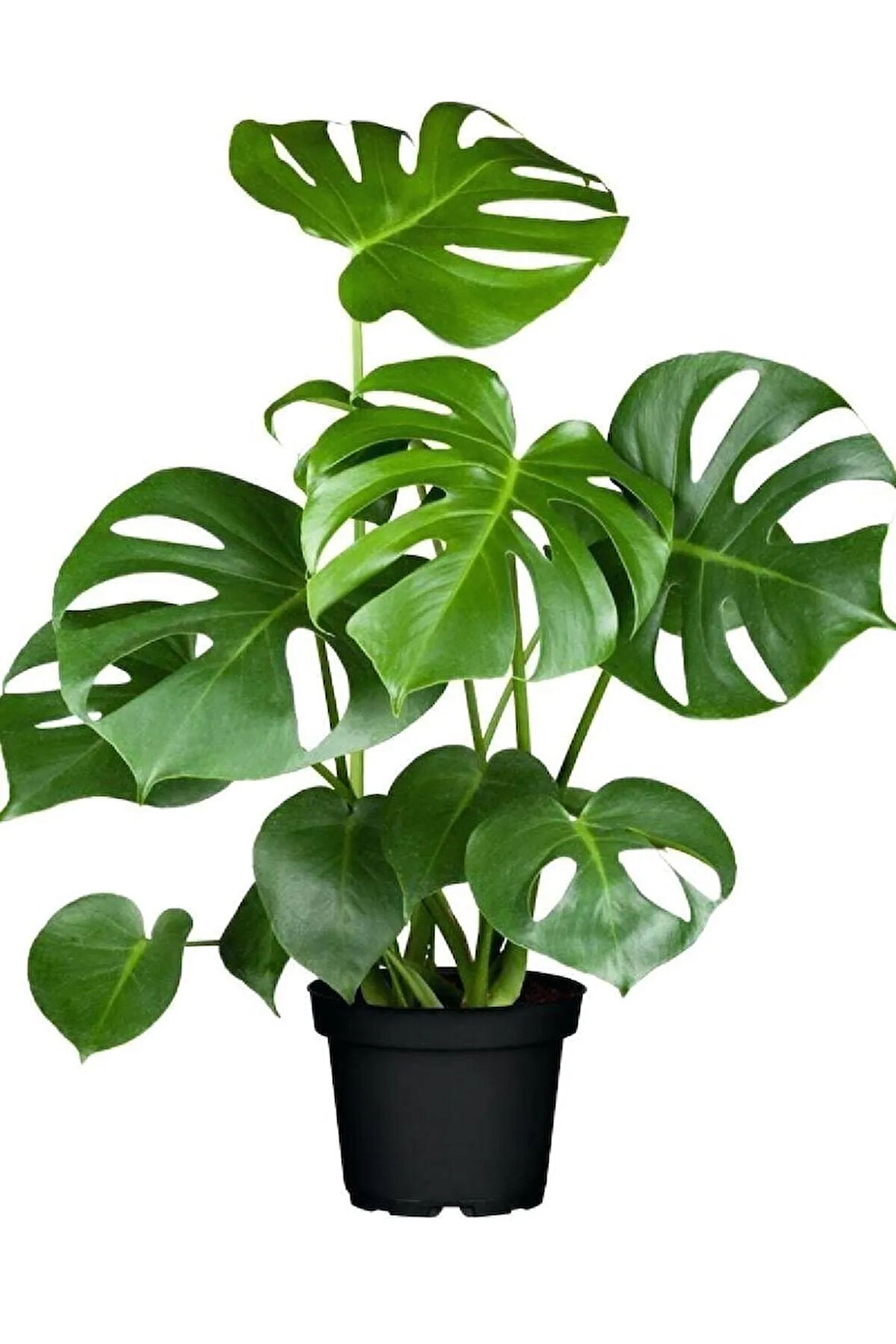Deve Tabanı Bitkisi- Monstera Deliciosa-ithal 40-50 Cm