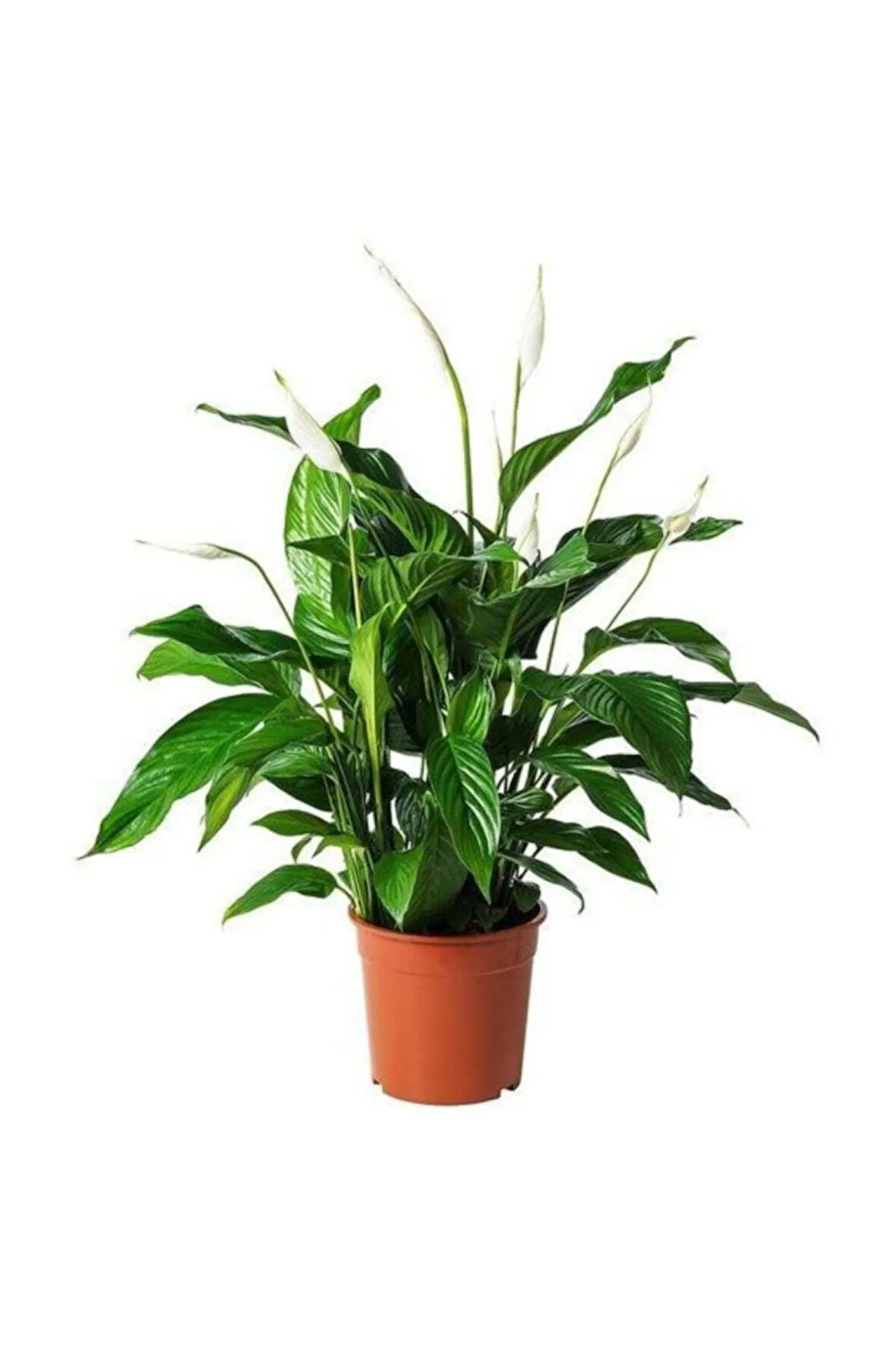 Barış Çiçeği Spathiphyllum Sokak Lambası Ev Bitkisi Ofis Barış Çiçeği 50-80 Cm