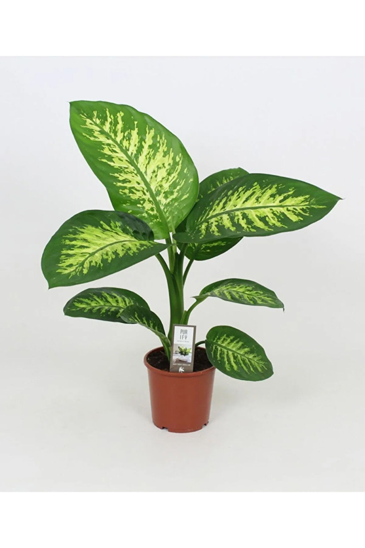 Difenbahya Tropik Salon Bitkisi Tropic Snow 50 - 70 Cm