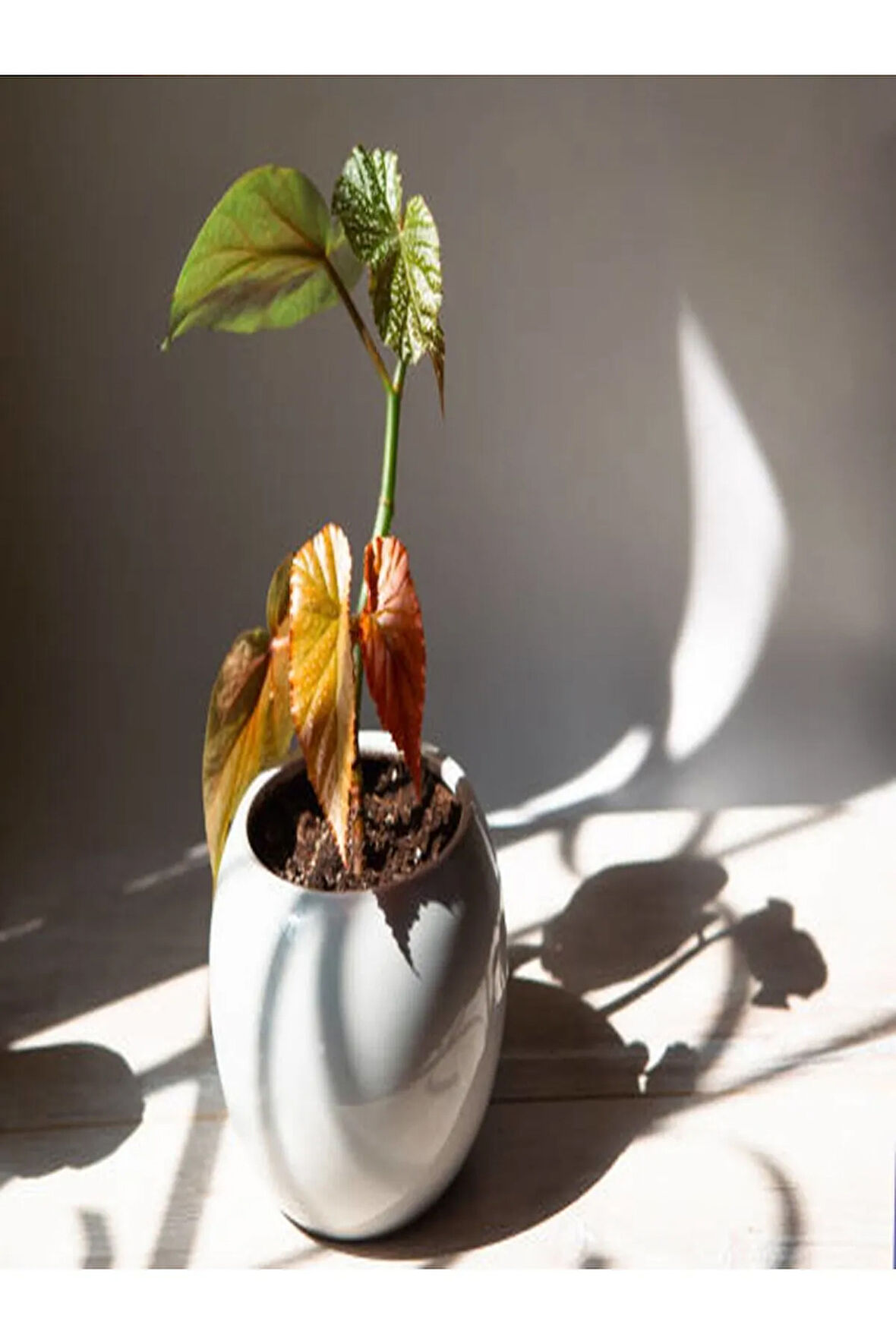 Kampanyalı Çilli Begonya 8.5 Saksıda Begonia Corollina Mini Boy Bol Dallı Iç Mekan Bitkisi
