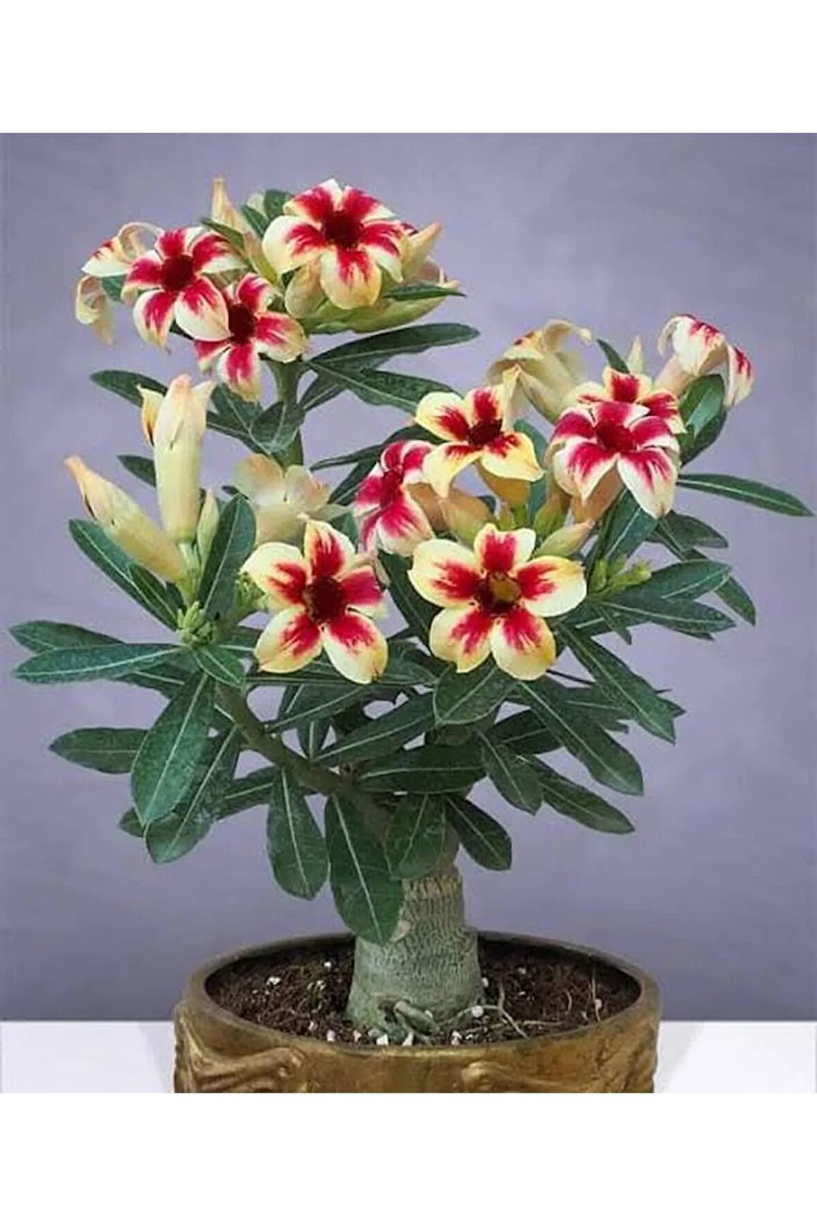 5.5 luk Saksıda Sarı Kırmızı Adenium Çöl Gülü Çiçeği Fidanı