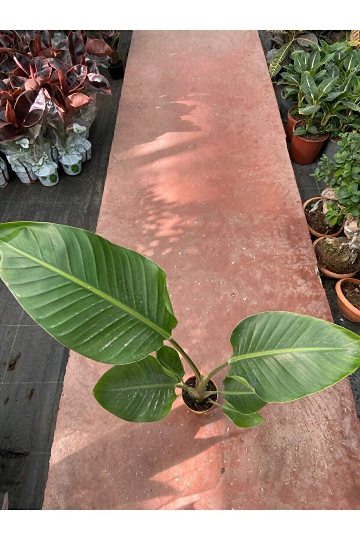 Starliçe Cennet Kuşu Strelitzia 60-90 Cm