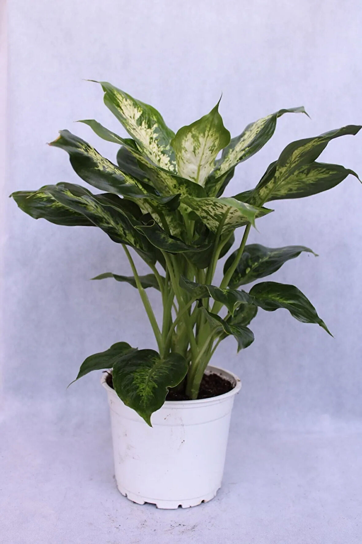 Difenbahya Bitkisi 17 Cm Saksı Çapı 21 Cm Boy Ev Bitkisi Ofis Bitkisi Salon Bitkisi