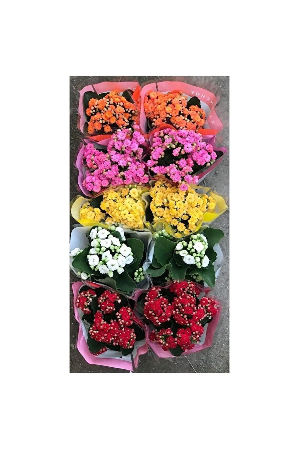 Kalanşo Çiçeği 2 Adet > Sürpriz Renk < 20 -25 Cm Kalanchoe Çiçeği Ev Ofis Bitkisi