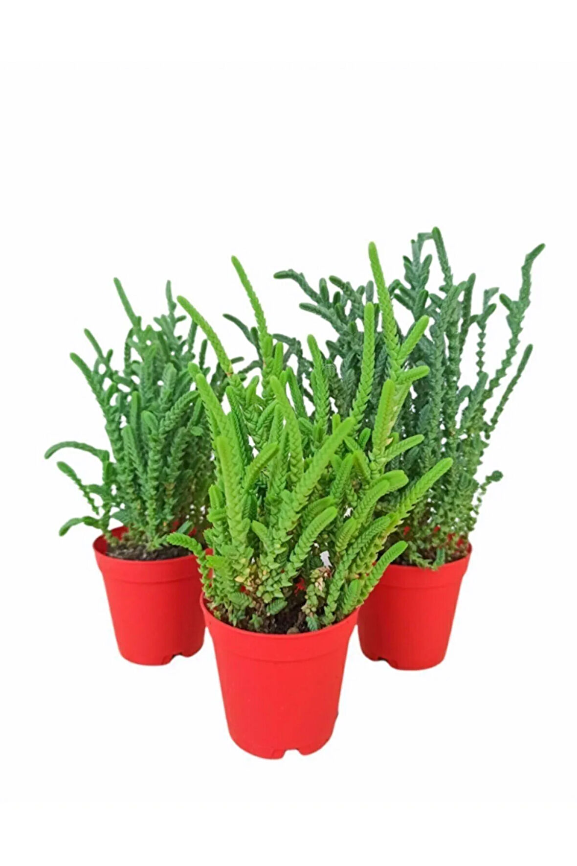 Sukulent Prenses Çamı 3 Adet (kokulu Çiçek Açar) 5,5cm. Saksıda Crassula Muscosa