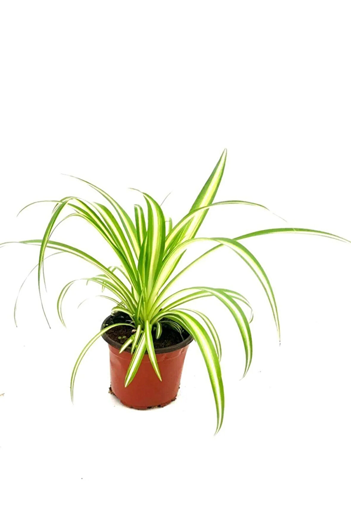 Kurdele Çiçeği Chlorophytum Comosum 20 - 30cm. Çapında. 12cm. Saksıda