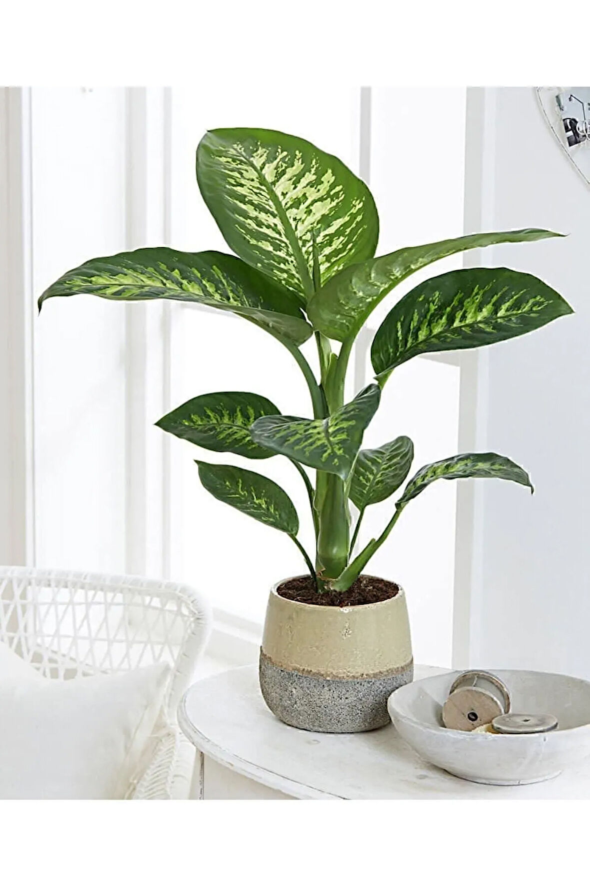 Dieffenbachia - Difenbahya Tropic Snow 40-50 Cm Boyunda Üretim Saksısında