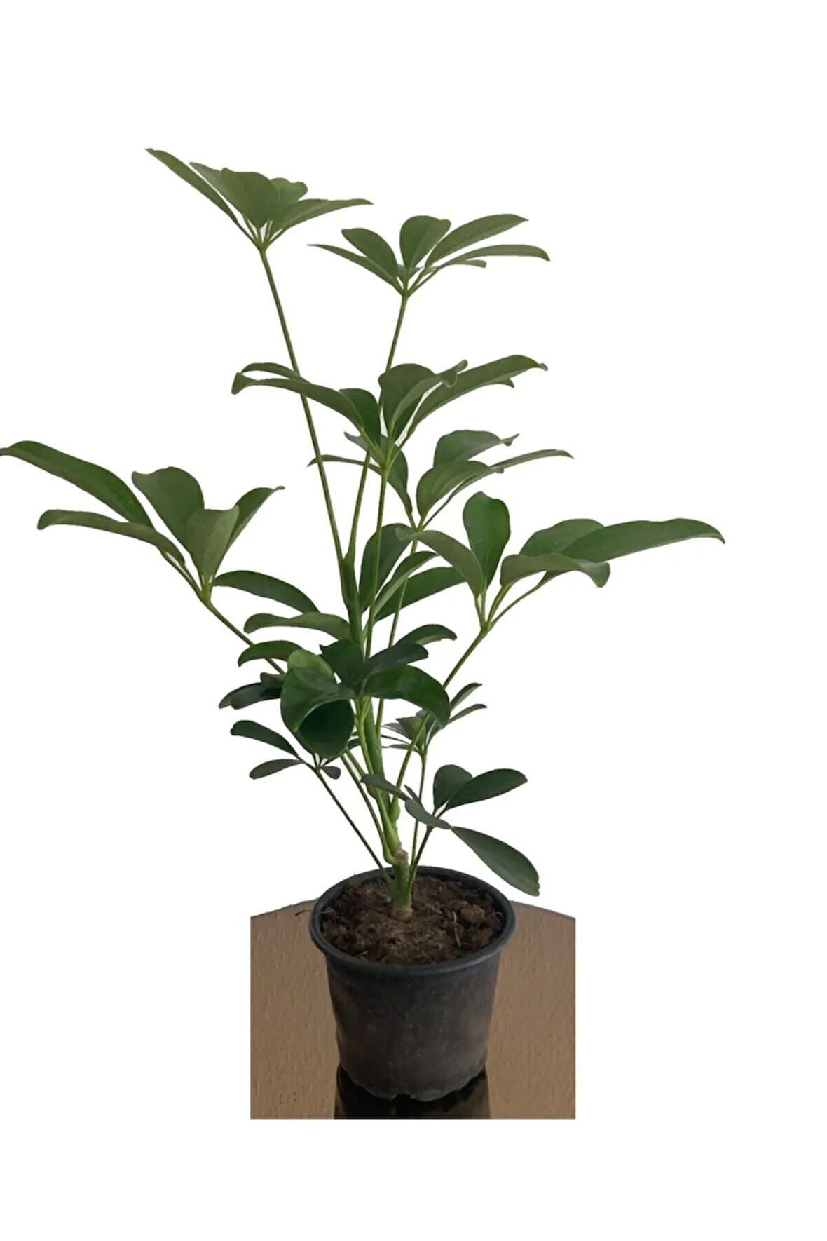 Şeflera 20-30 Cm (SCHEFFLERA) Bitikisi