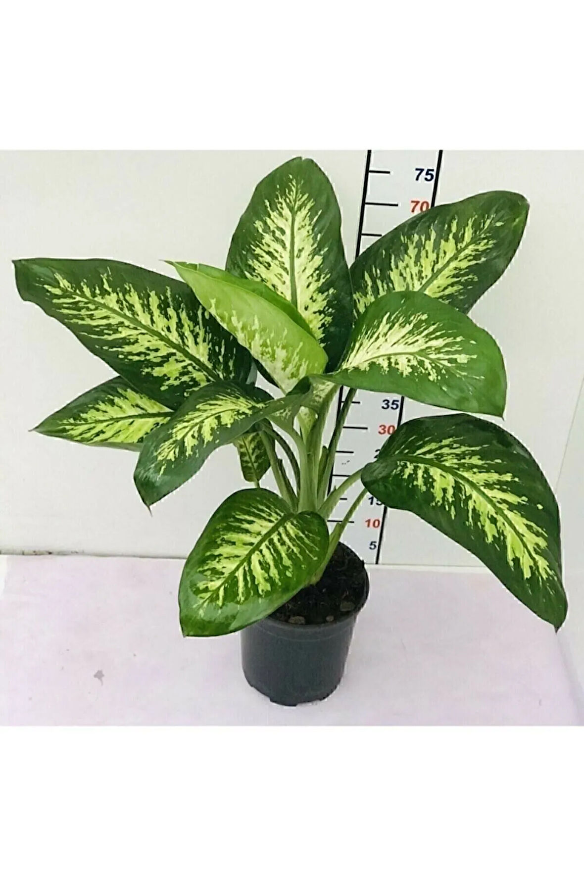 Difenbahya Tropik Snow