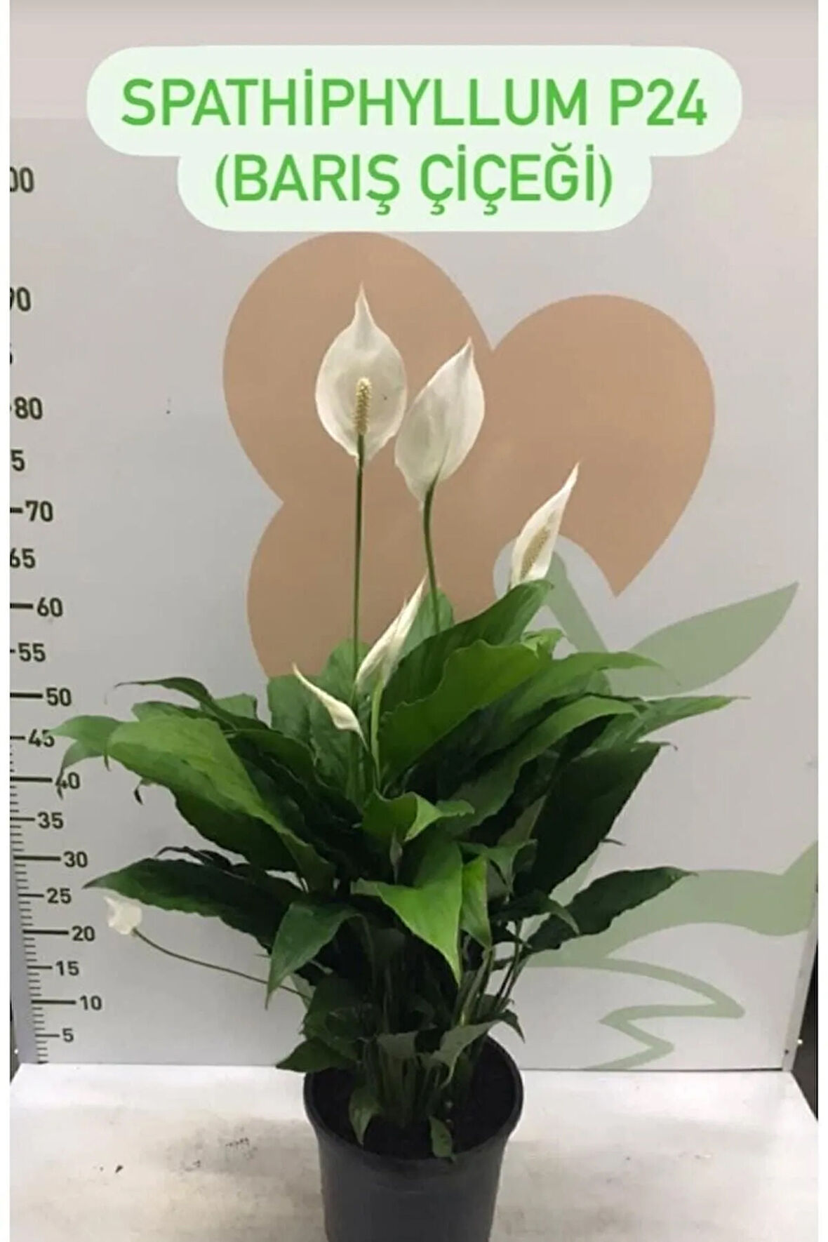 Canlı Saksılı Spatıfılıum (barış Çiçeği) 70 Cm,17 Cm Saksı Çapı