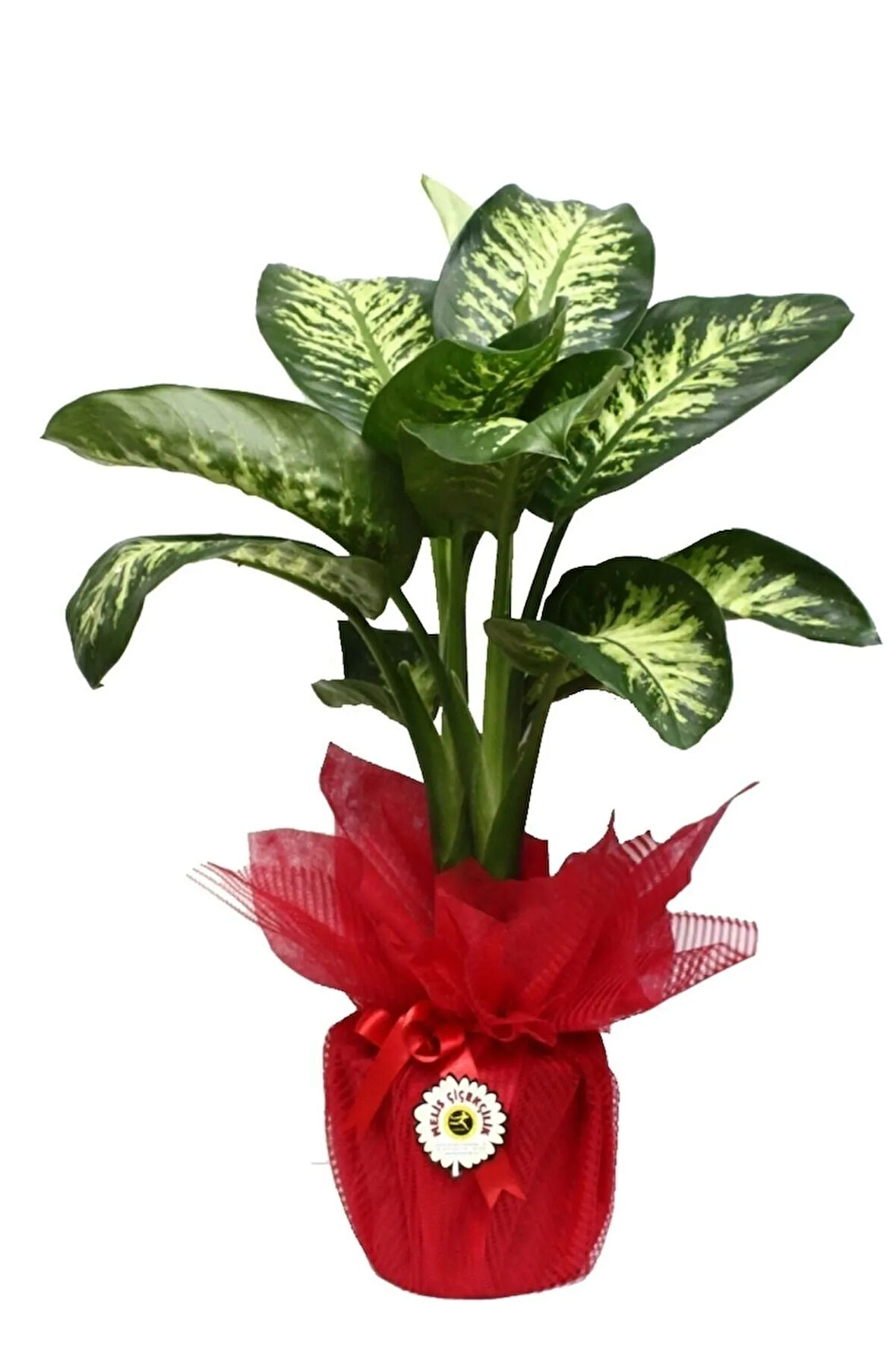 Difenbahya Tropikal Bitki