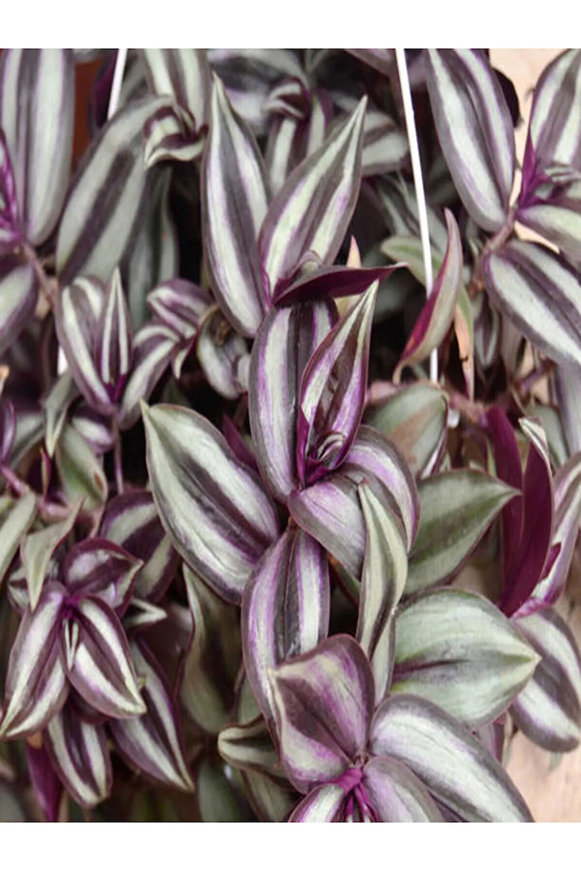 Çok Avantajlı Tradescantia Zebrina Telgraf Çiçeği Askılı Saksıda 20-40cm