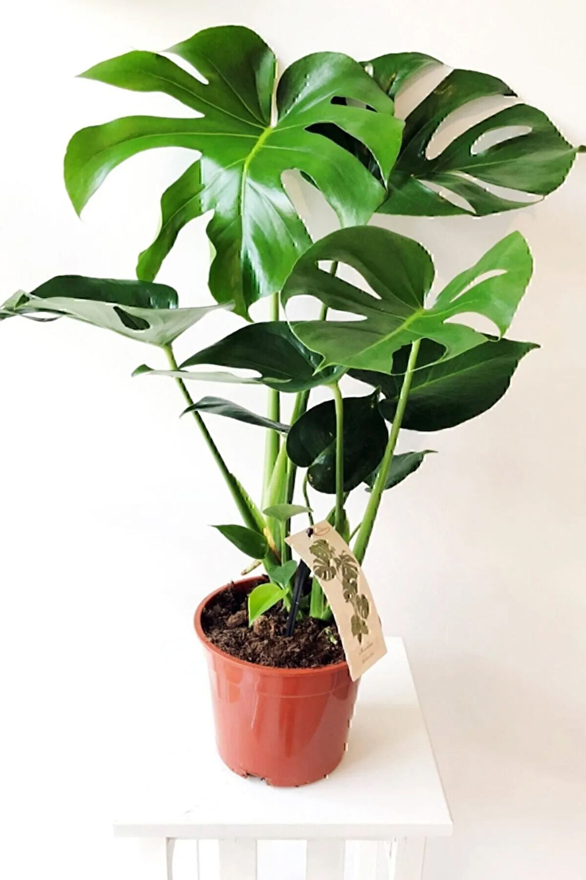 Monstera Deliciosa - Deve Tabanı - Ev Ofis Salon Iç Mekan Bitkisi - 60 Cm