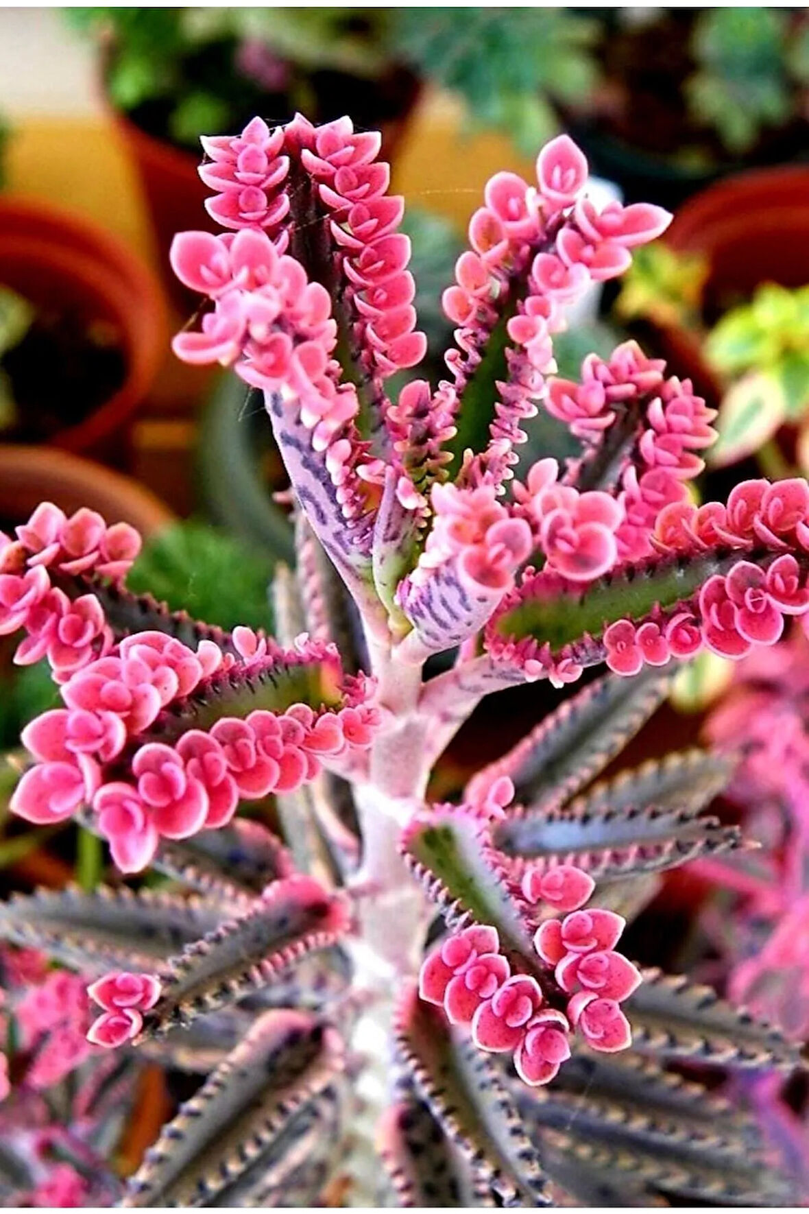 Pembe Aşkın Gözyaşı Çıcegi 5.5 Cm Saksıda 5-15cm Degişen Boyutta