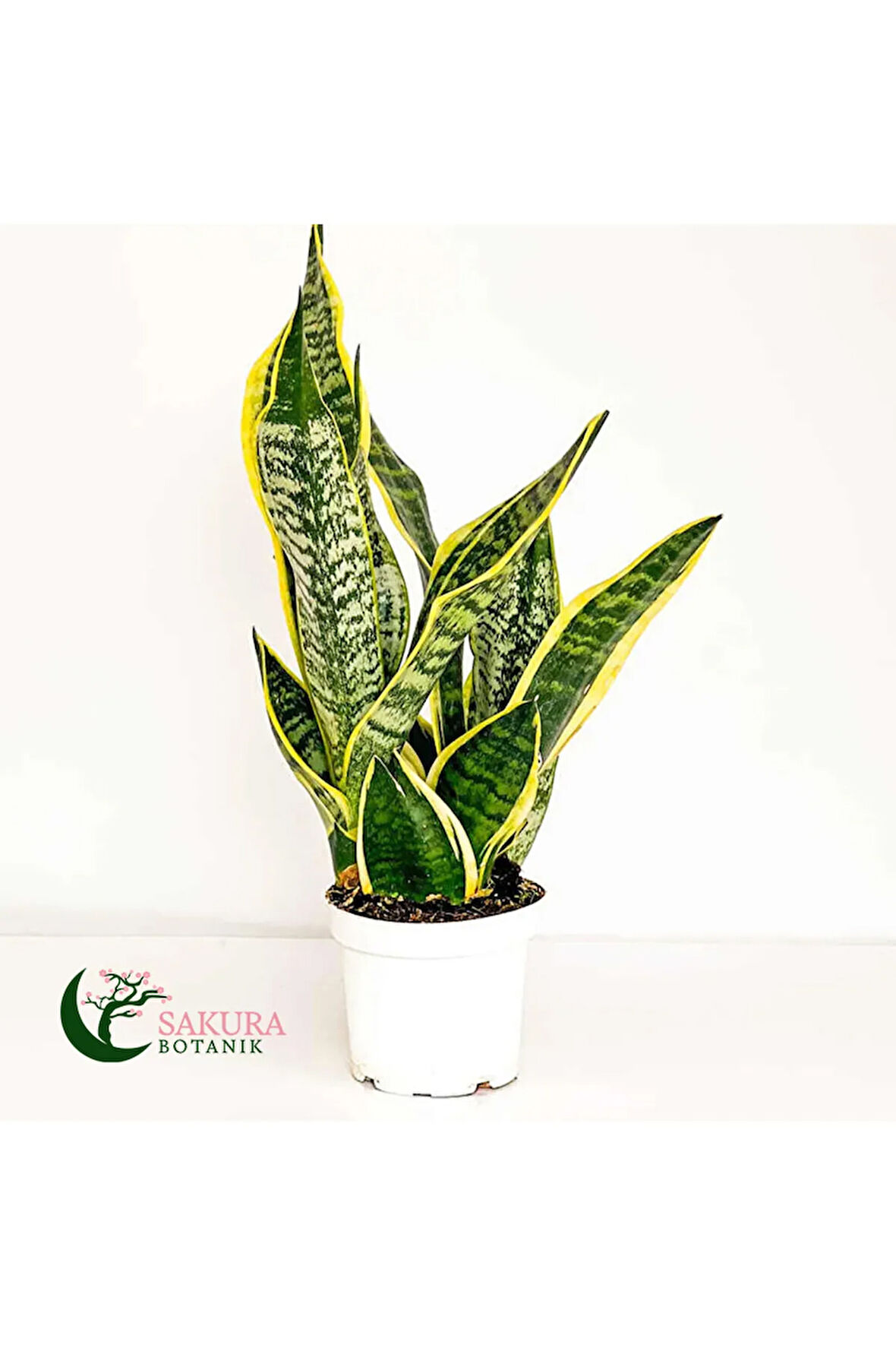 Paşa Kılıcı Sansevaria Peygamber Kılıç Çiçeği 45-55 cm