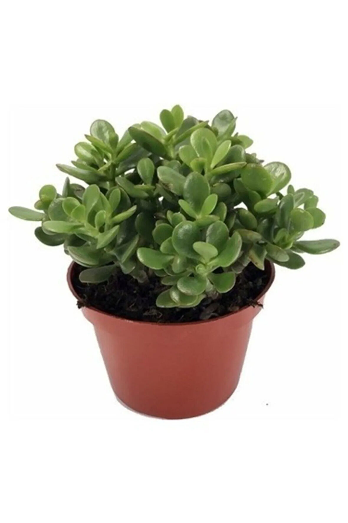 Para Çiçegi Bonsai Yeşim Bitkisi Para Ağacı Şans Bereket Bitkisi <20cm 35 Cm >