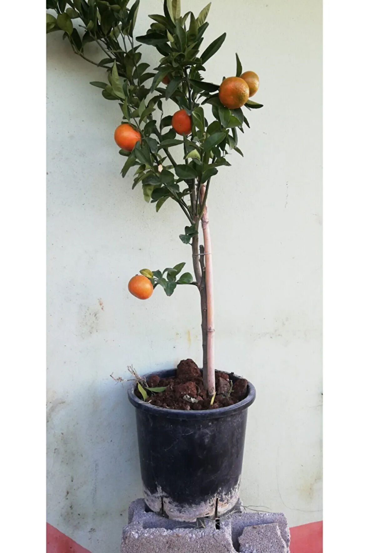 Mandalina Ağacı 5 Yaş Saksılı