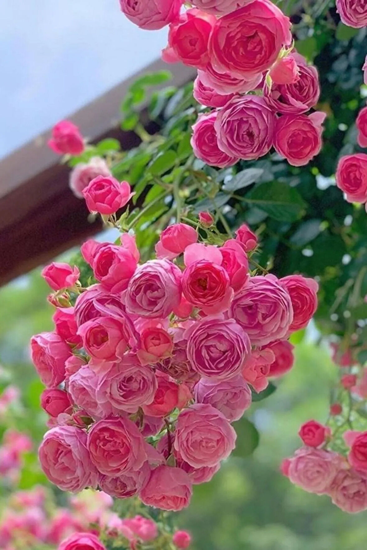 Ev Balkon Saran Pembe Gül Bitkisi Açik Kök 30-33cm