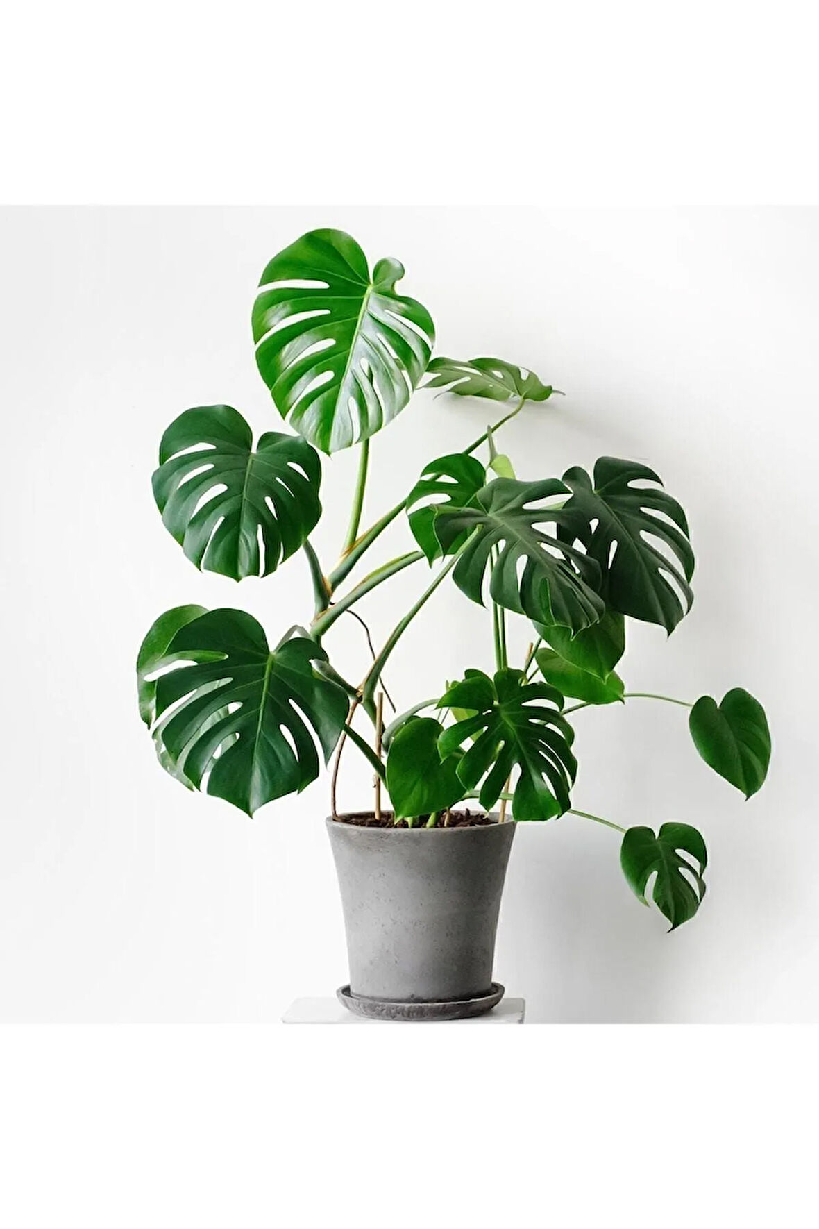 Deve Tabanı Bitkisi 90 110 Cm Monstera Deliciosa