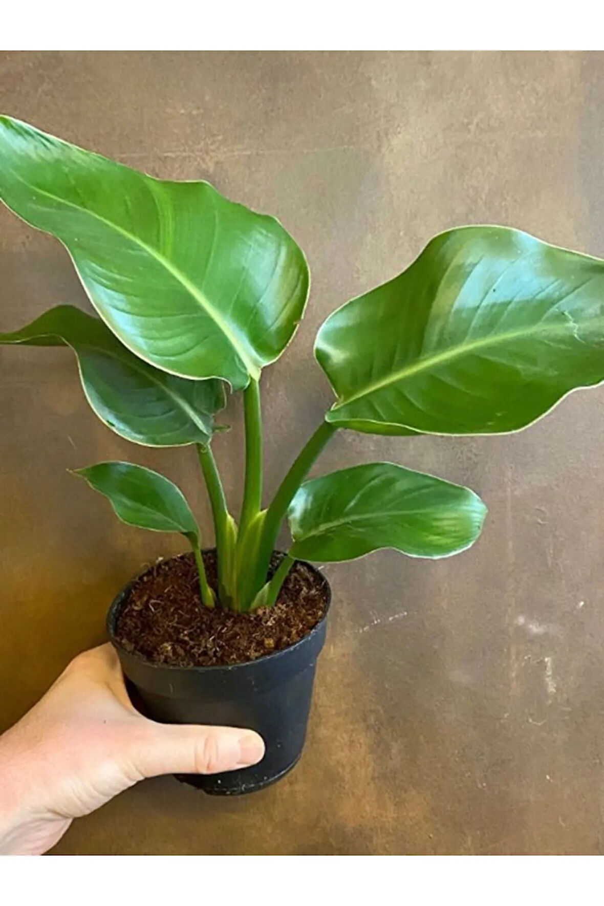 Kampanyalı Yellow Euphorbia milii Sarı Renk Dikenler Tacı Çiçeği 1 ADET Saksılı 15-30cm