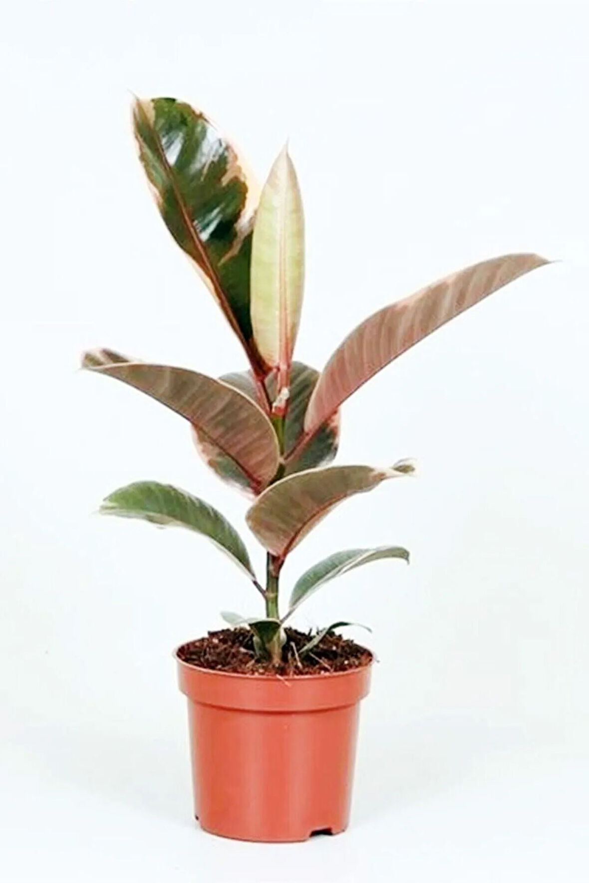 Ficus Elastica Belize - Pembe Alacalı Kauçuk Çiçeği - Ev Ofis Salon Iç Mekan Bitkisi - 50 Cm