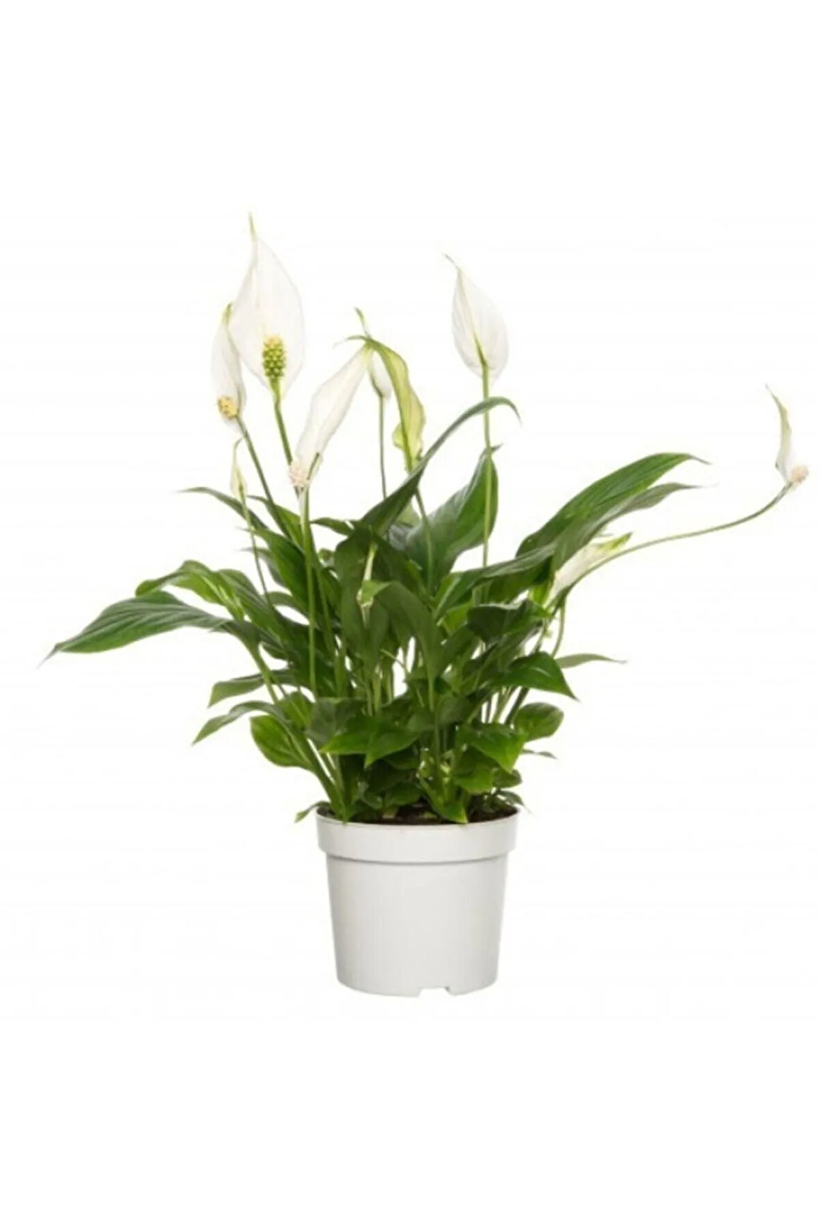 Spatifilyum Barış Çiçeği Spathiphyllum Bellini