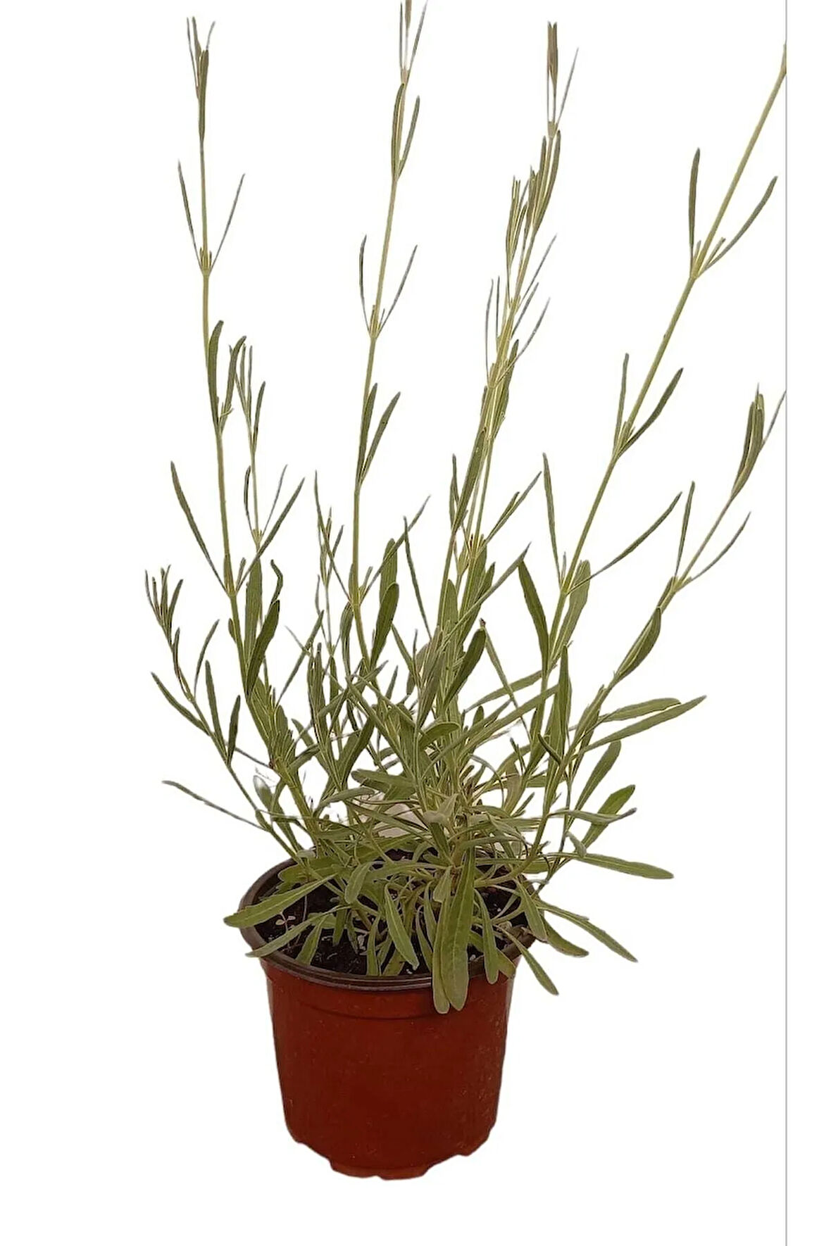 Lavanta Çiçeği Fidanı Saksıda 25 -40 Cm Kokulu - Çiçek Açan Cins