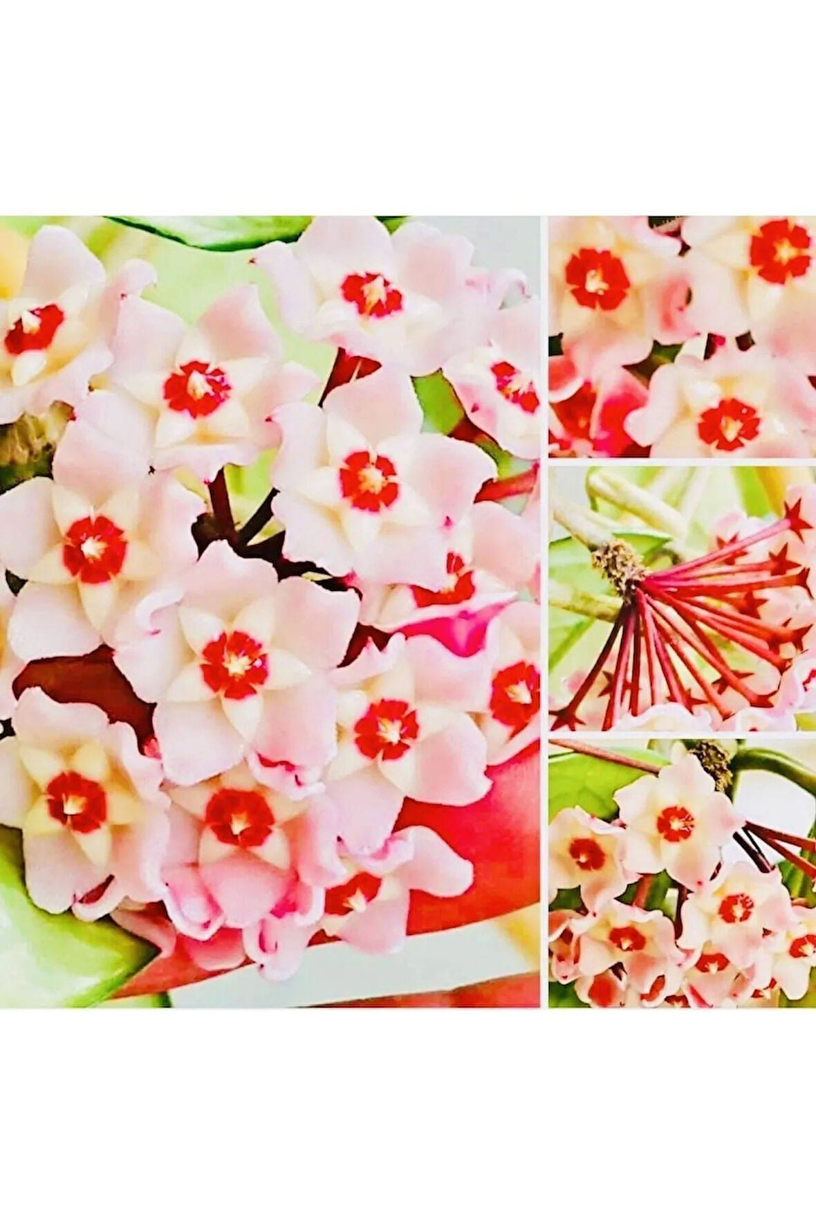 Hoya Pink 1,5 Metre Cm Kokulu Mum Çiçeği Bitkisi Koleksiyon Serisi