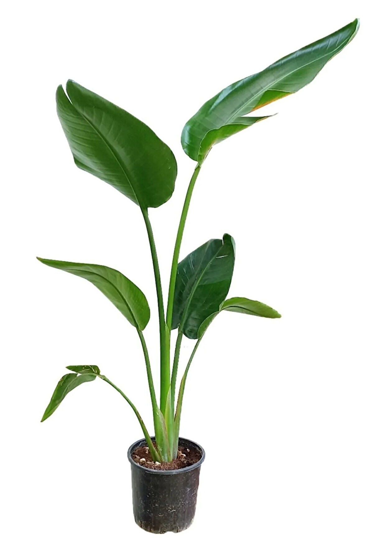 Starliçe - Beyaz Cennet Kuşu - 60-80 Cm