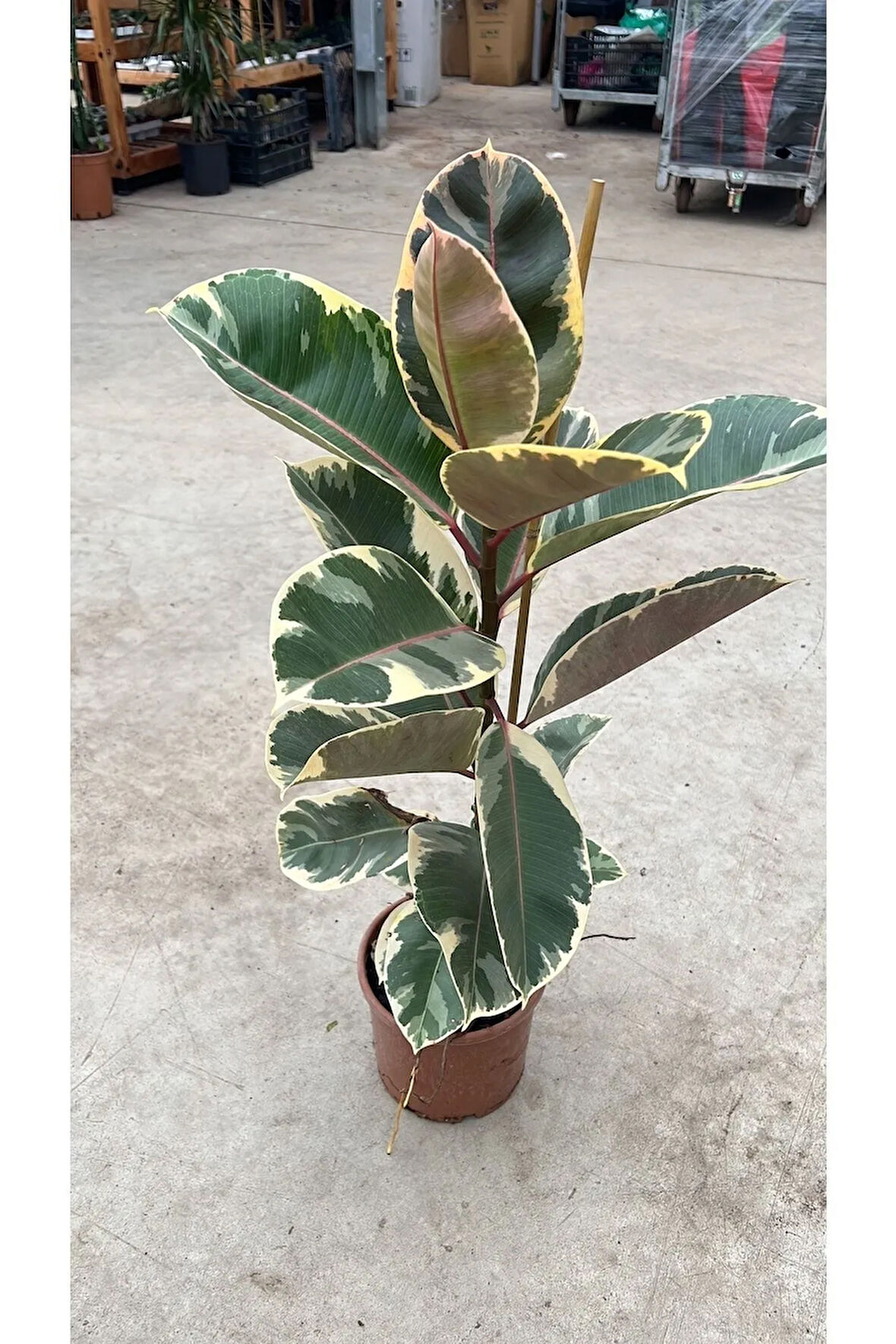 Pembe Alacalı Kauçuk Çiçeği Tek Dallı 70-75 Cm - Ev Ofis Salon Iç Mekan Bitkisi