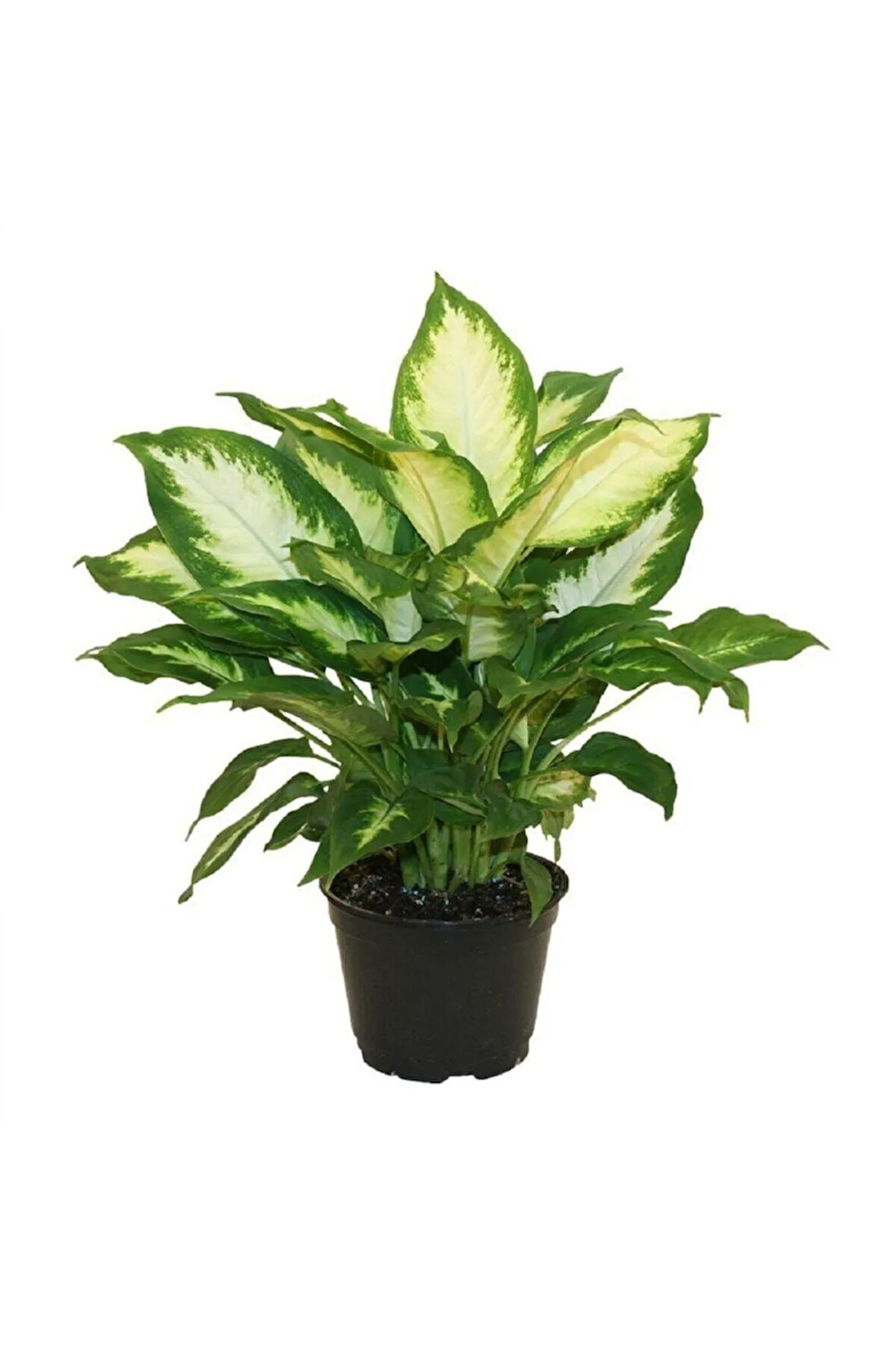 Dieffenbachia Camilia Bitkisi 40 Cm Ev Bitkisi Ofis Bitkisi Salon Bitkisi