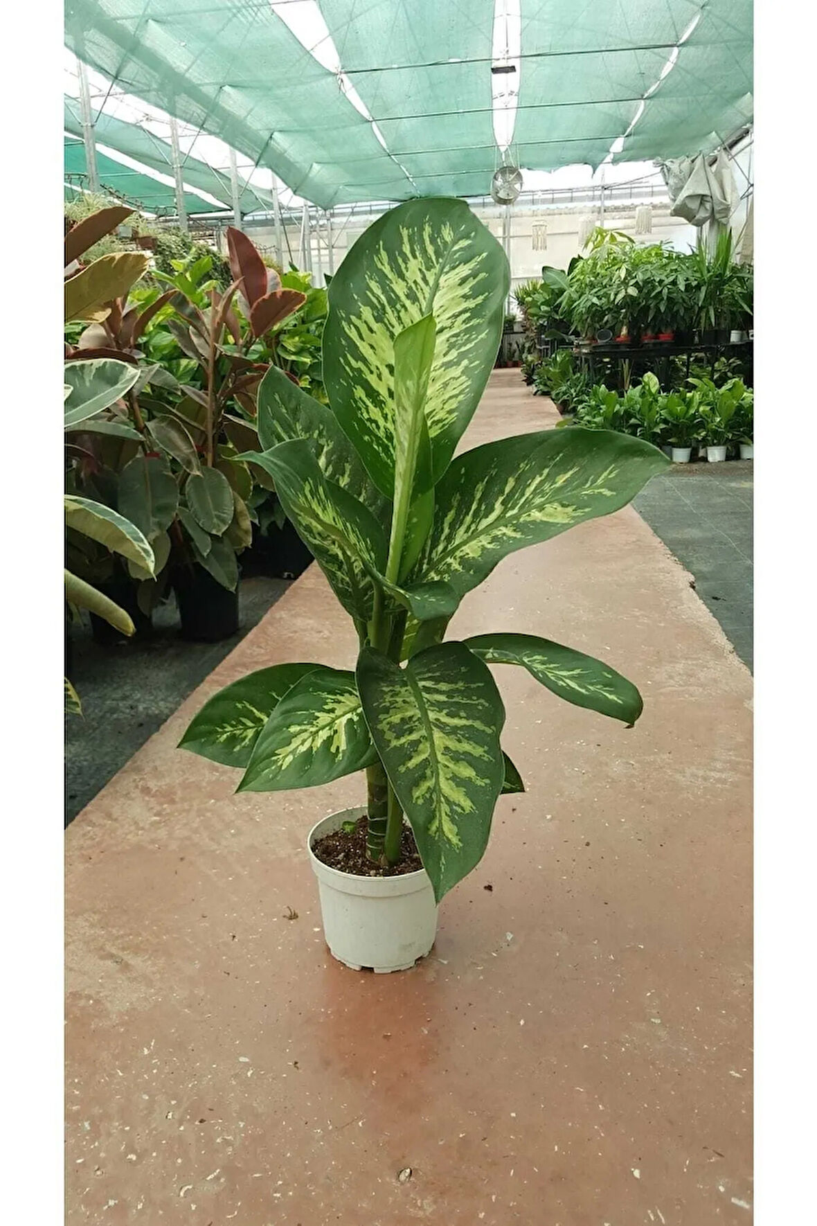 Difenbahya - Dieffenbachia Tropic Snow 60-70cm