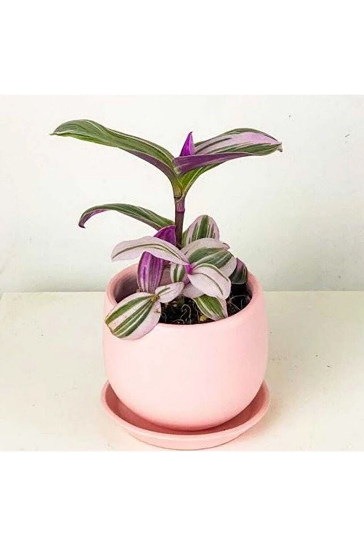 Mini Pembe Telgraf Çiçeği Tradescantia Nanouk 5.5 Cm Saksı