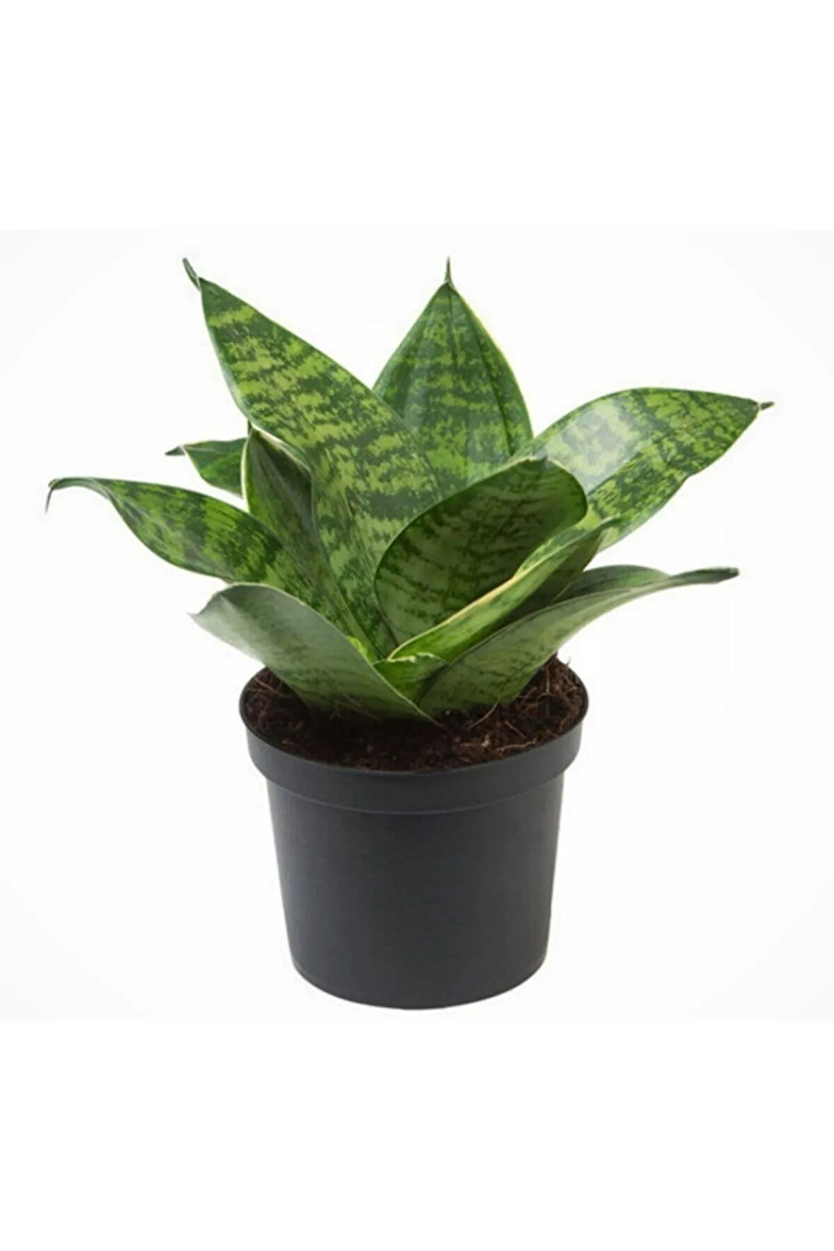 Bodur Paşa Kılıcı Hava Temizleyici Sansevieria Zeylanica Mini Boy