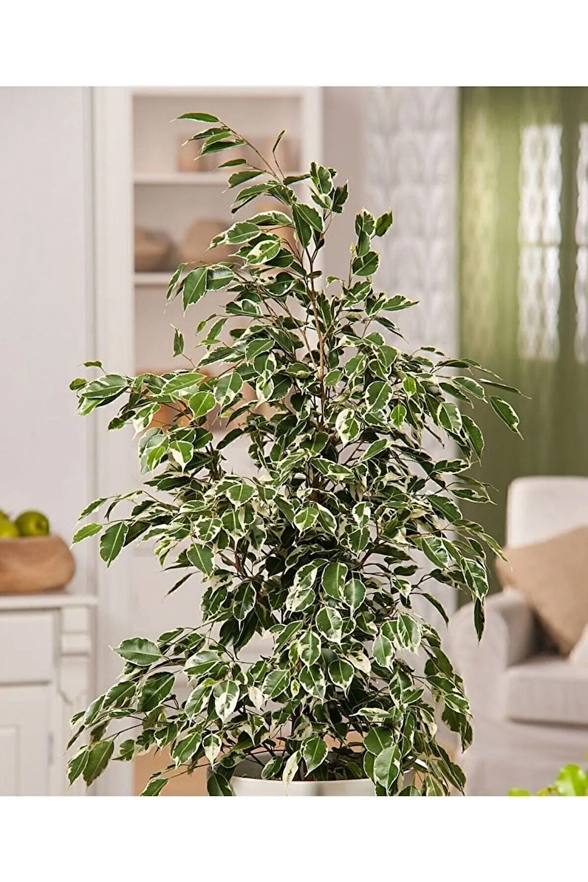 Ficus Benjamin 90-110 Cm