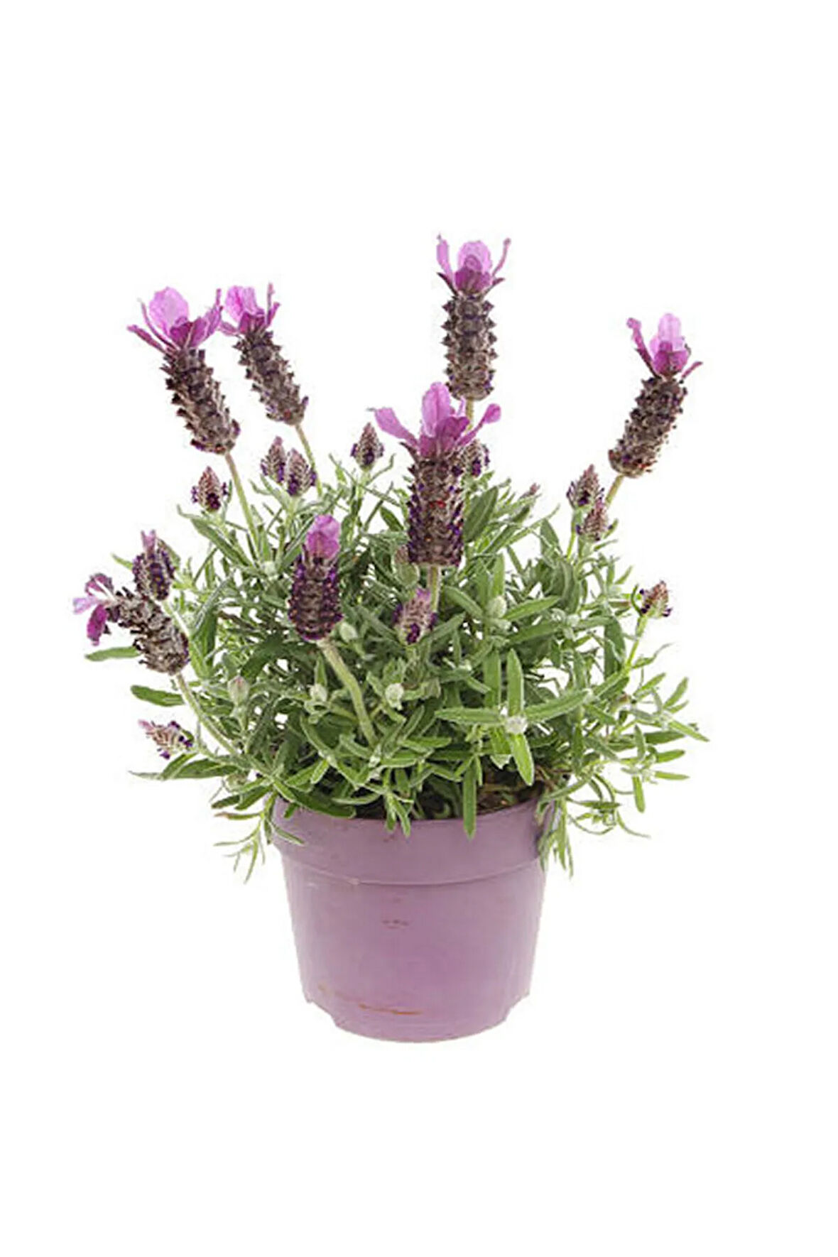 Kokulu Mor Lavanta Fidanı Sevgililer Gününe Özel Tül Kuşkonmaz