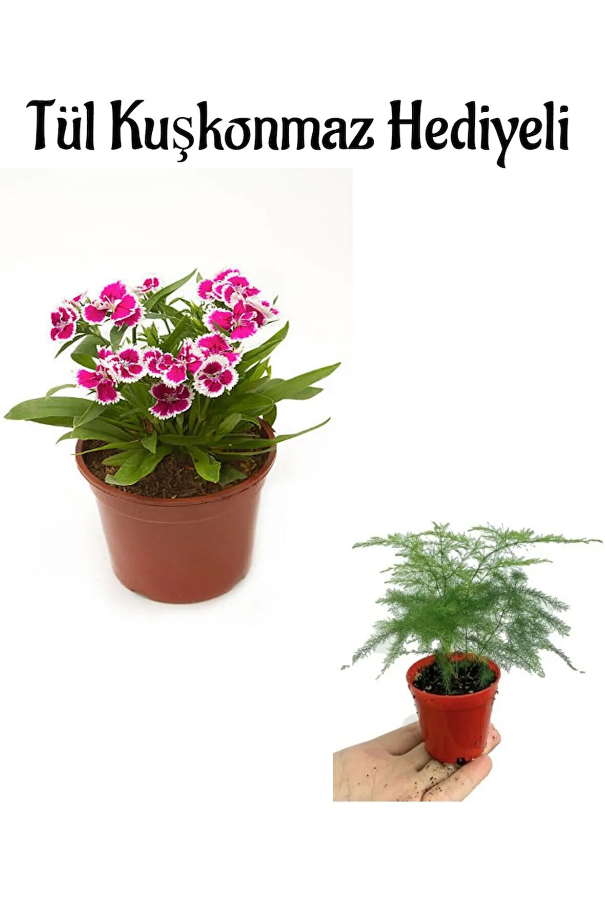 Hediyelik Pembe Renk Çin Karanfili Çiçeği Sevgililer Gününe Özel Tül Kuşkonmaz HEDİYELİ