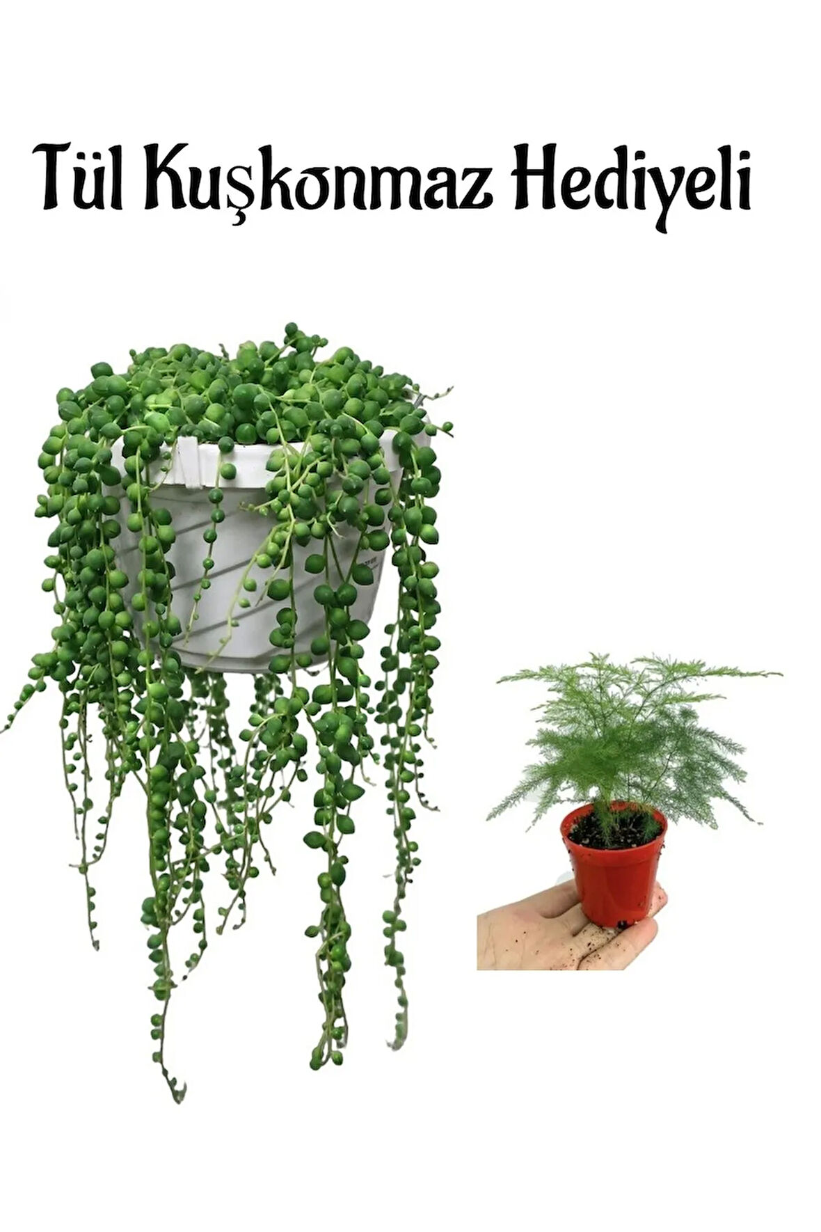 Tespih-Boncuk- Bezelye Çiçeği Sevgililer Gününe Özel Tül Kuşkonmaz