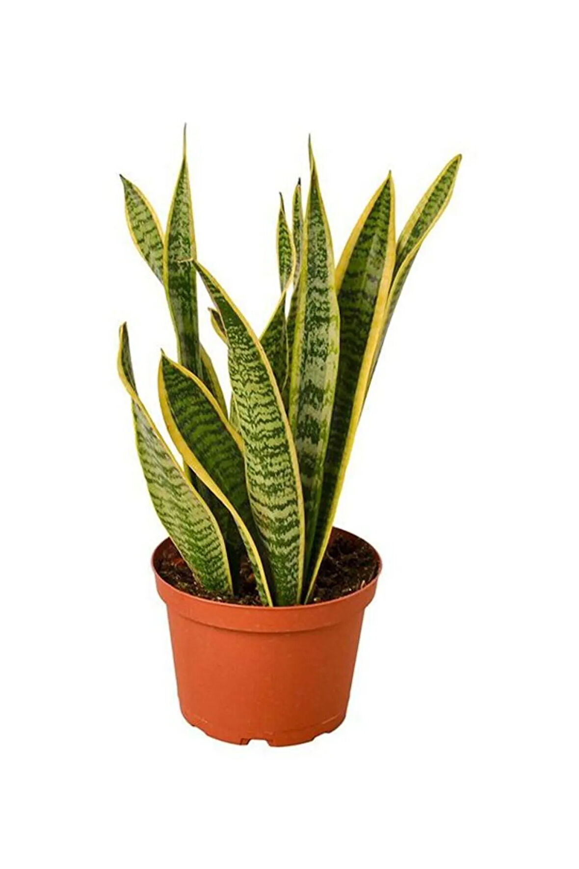 Hediyelik Sarı Paşa Kılıcı Bitkisi Sevgililer Gününe Özel Tül Kuşkonmaz