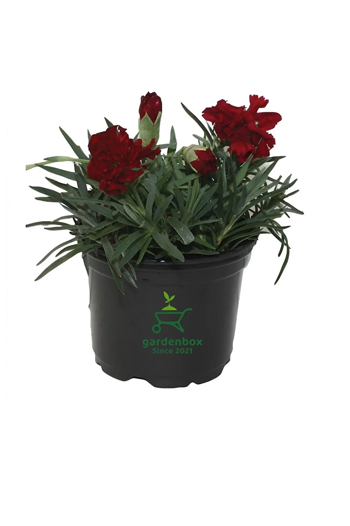 Koyu Kırmızı Karanfil Çiçeği Budur Tür 1 ADET Saksılı Kokulu Salon Ofis Çiçeği