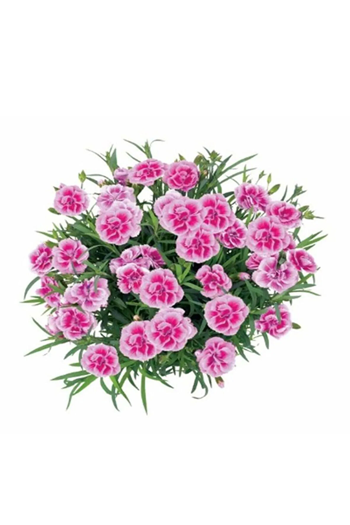 Kokulu Pembe Renk Ebruli Karanfil Çiçeği 1 Adet Saksılı Bodur Tür 15-25cm